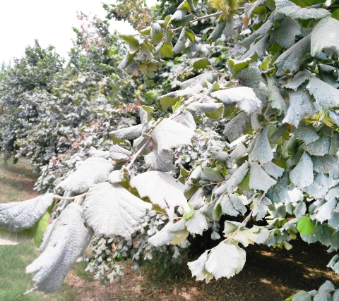 Caolino BPNL - Prodotto per agricoltura biologica - O.Bitossi