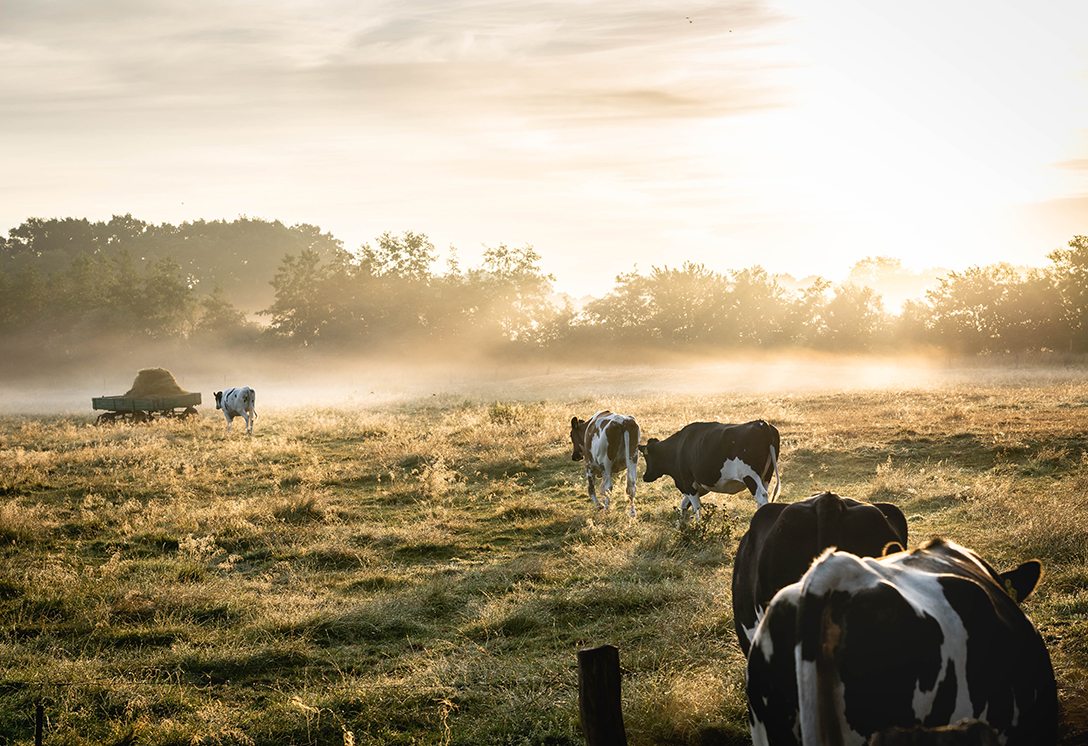 Nutrizione animale