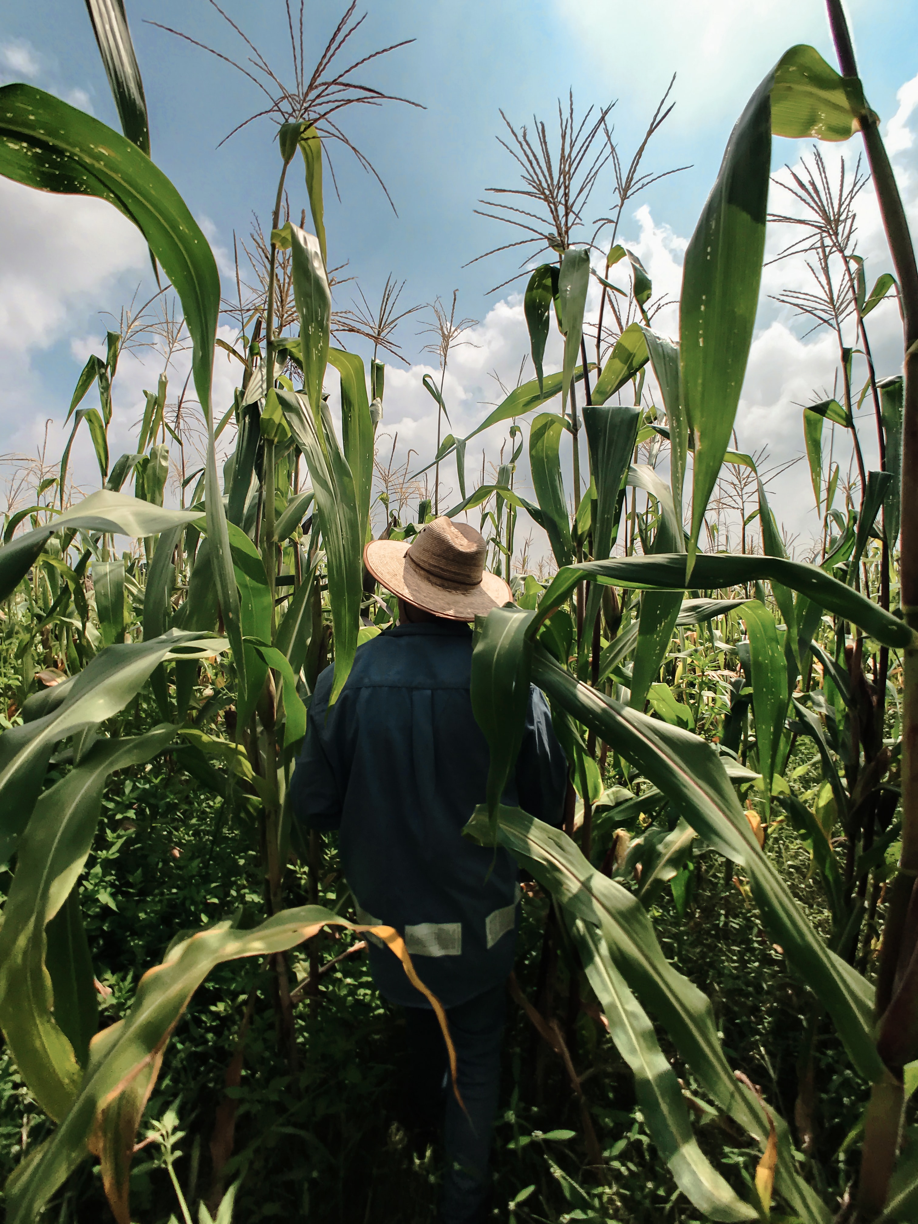 agricoltore